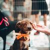 No-kill animal shelters