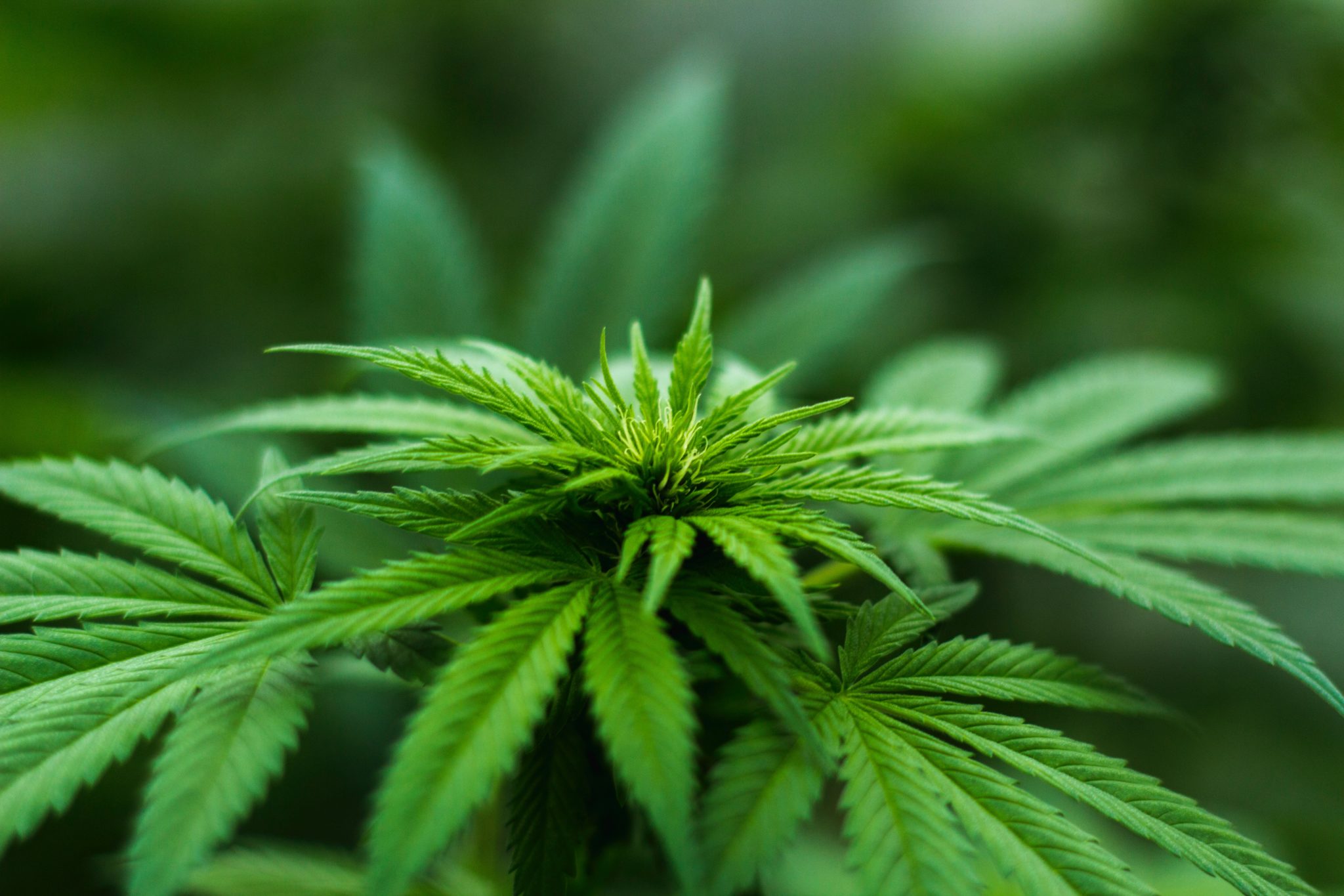 Minor marijuana amnesty