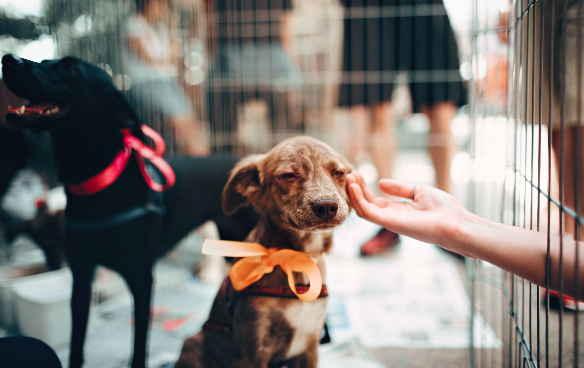 No-kill animal shelters