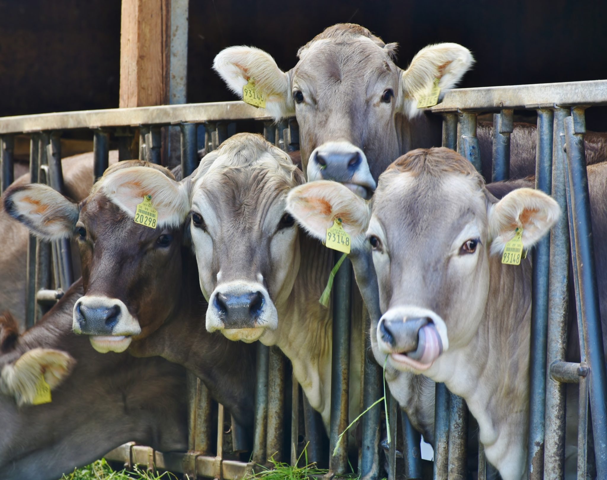 Transparency in food production