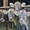 Transparency in food production