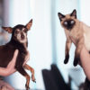 Pets protection