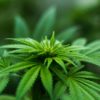Minor marijuana amnesty